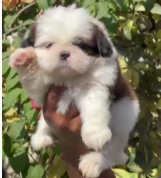Order Female Shih Tzu Puppy from Kolkata